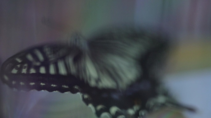 玻璃罩里的蝴蝶虚焦镜头