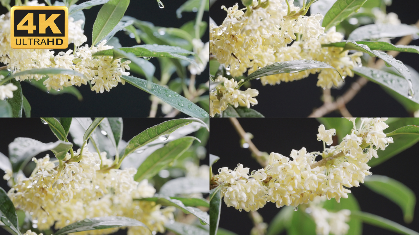 【4K】桂花开花，水灵灵的桂花特写