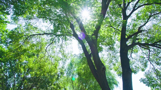 亲近大自然-阳光穿过大树