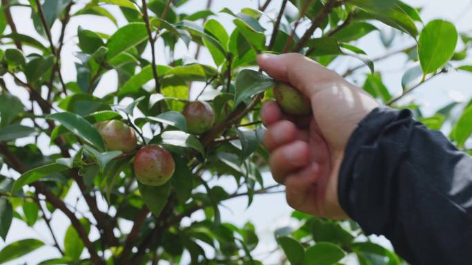 山茶树 油茶果