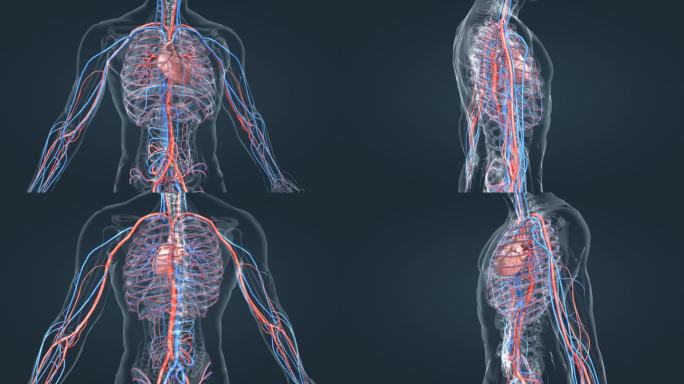 人体 透视 全息 3D 医学 医疗 血管