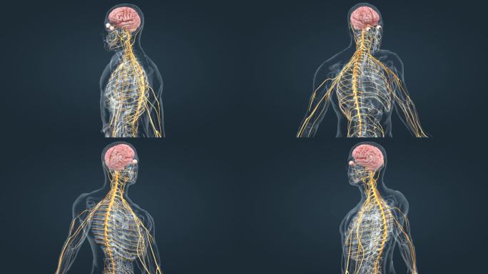 医学大脑3D神经系统三维动画