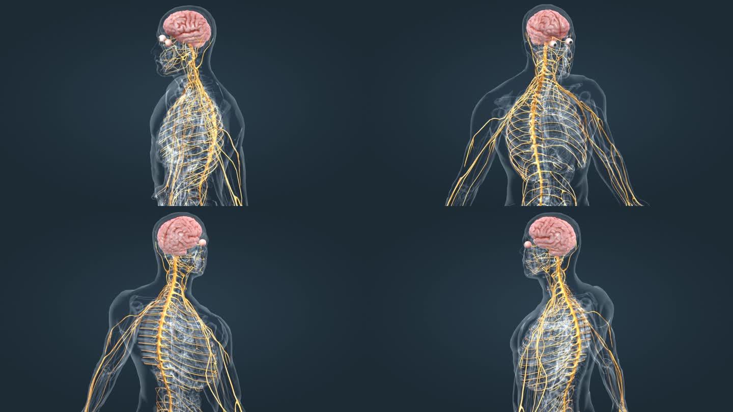 医学大脑3D神经系统三维动画