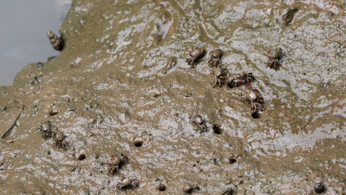 一群螃蟹在河滩上活动