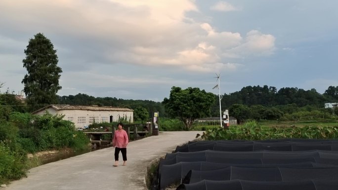 乡村傍晚 山野 小路 绿色植物 夕阳西下