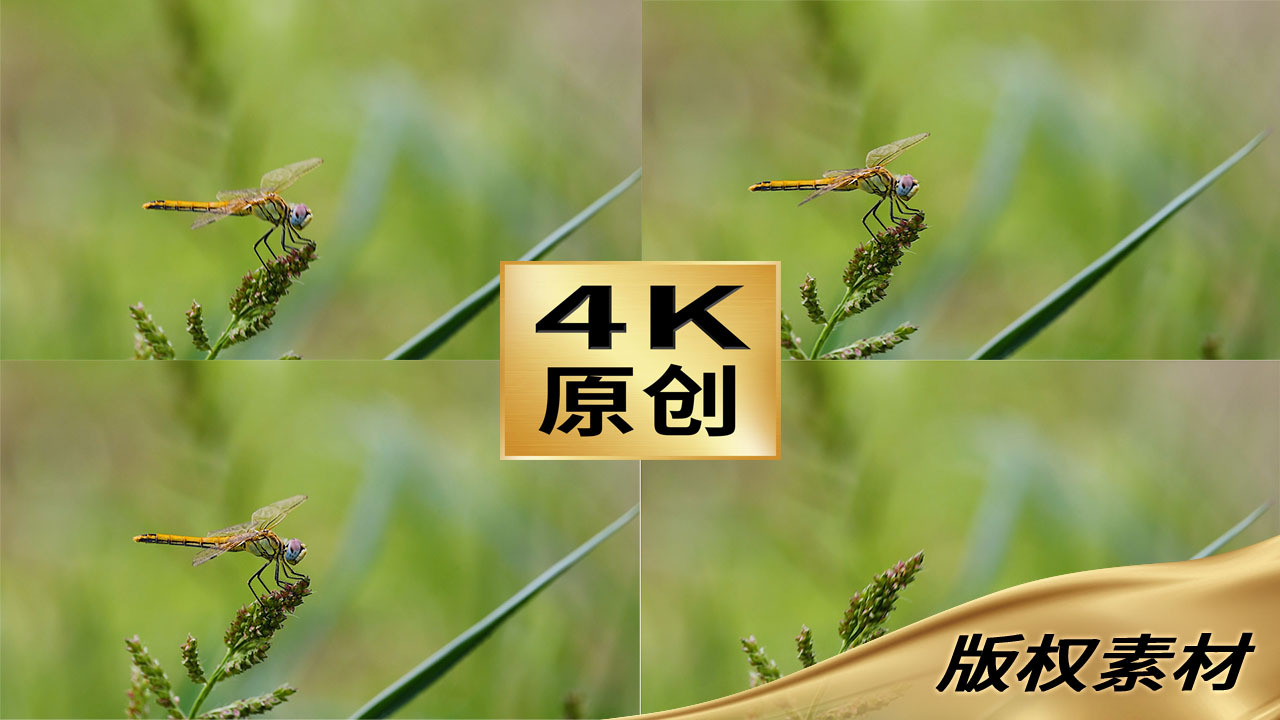 风中蜻蜓停在小草上后飞走