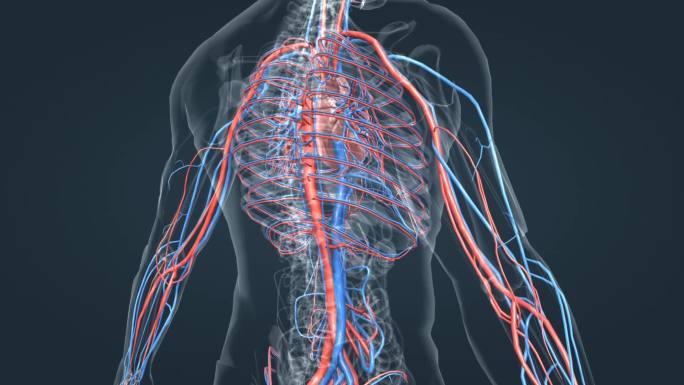 医学动画 三维人体动画 肺循环 体循环