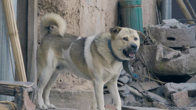 农家 看门狗 土狗 田园犬 忠诚 狗