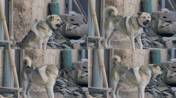 农家 看门狗 土狗 田园犬 忠诚 狗