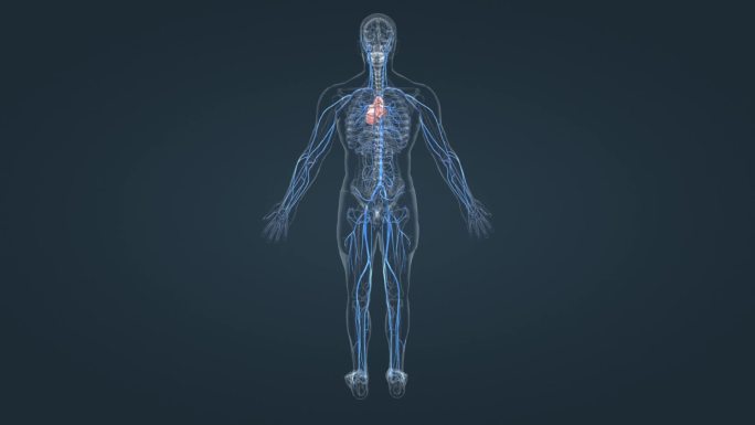 医学 医疗 3D 人体 动画 静脉 心脏