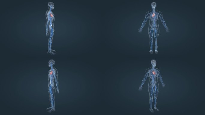 医学 医疗 3D 人体 动画 静脉 心脏