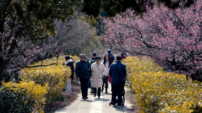 梅花 春天 立春 游人 美丽中国