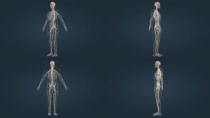 医学人体神经系统三维动画