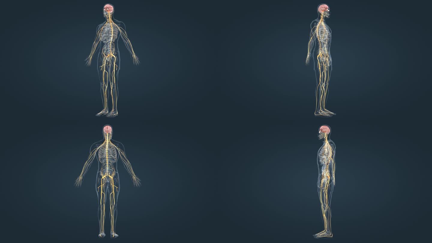 医学人体神经系统三维动画