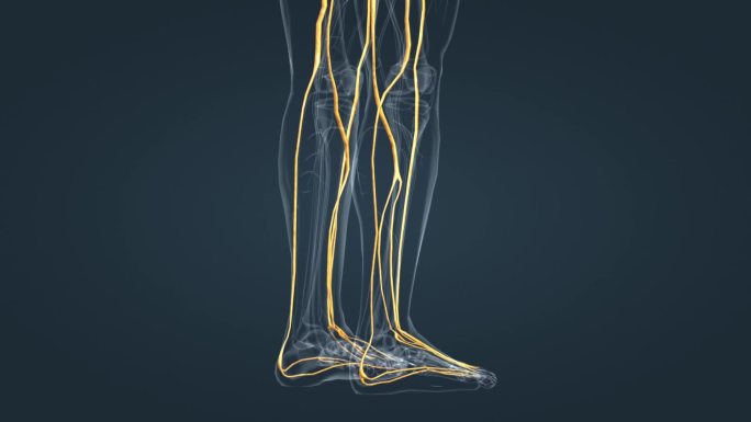 神经系统人体下肢三维动画