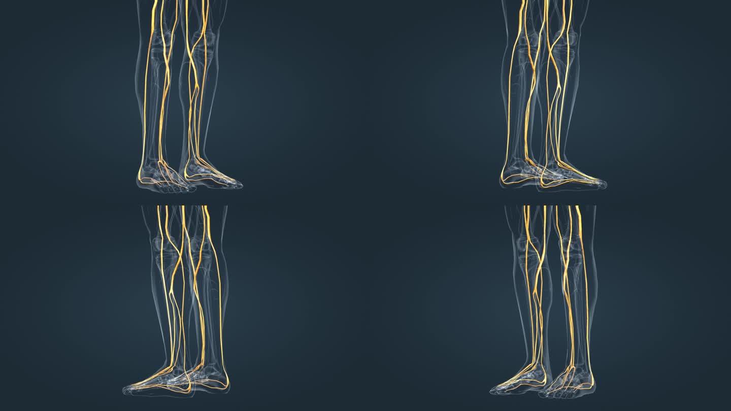 神经系统人体下肢三维动画