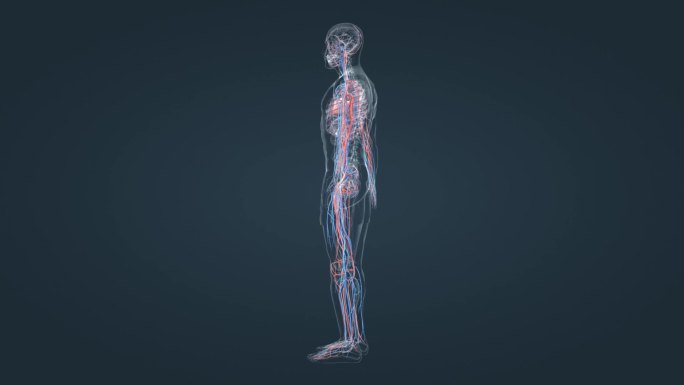 医学人体动画心血管循环系统三维动画