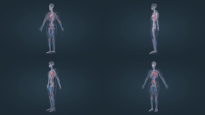医学人体动画心血管循环系统三维动画
