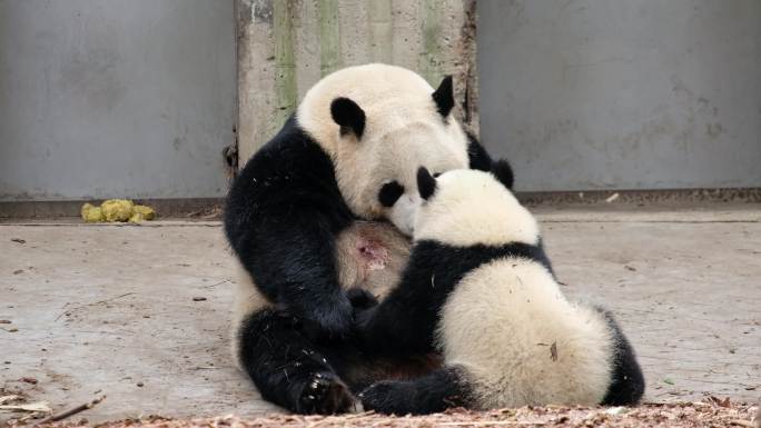 正在喂奶的大熊猫