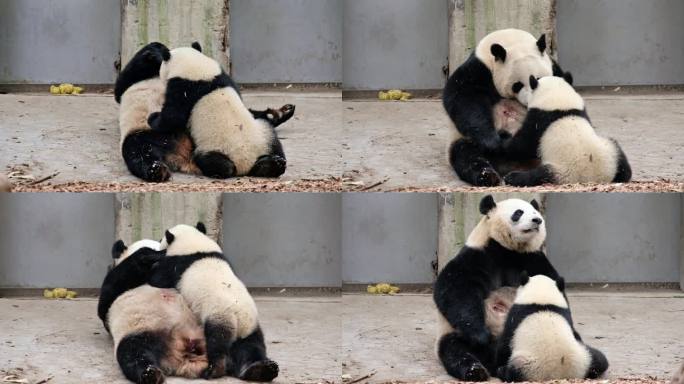 正在喂奶的大熊猫