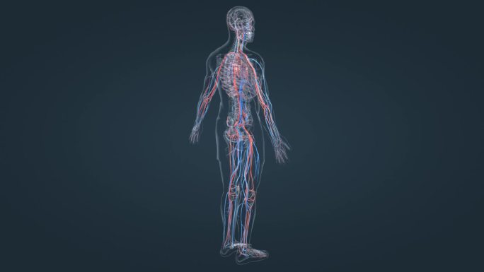 医疗动画 三维人体 3D人体 心血管动画