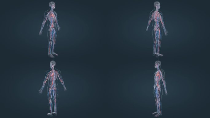 医疗动画 三维人体 3D人体 心血管动画