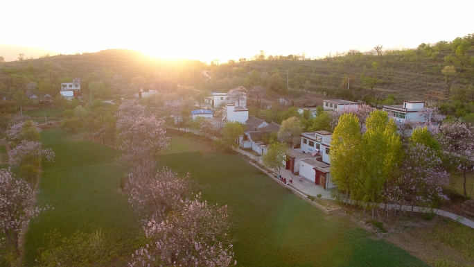 乡村振兴空镜春天乡村夕阳麦苗梧桐花