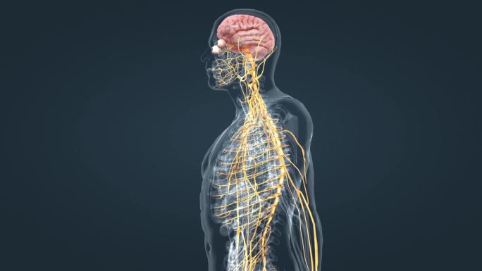 中枢神经系统周围神经医学人体三维动画