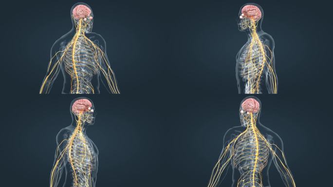 中枢神经系统周围神经医学人体三维动画