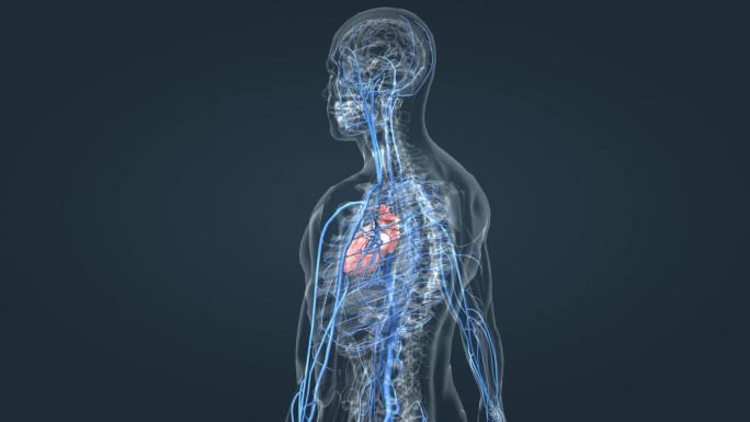 循环系统 动静脉 静脉动画 人体三维动画