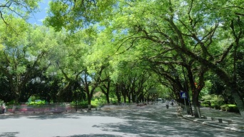广西桂林城市道路绿树成荫的老城区街道街景视频素材