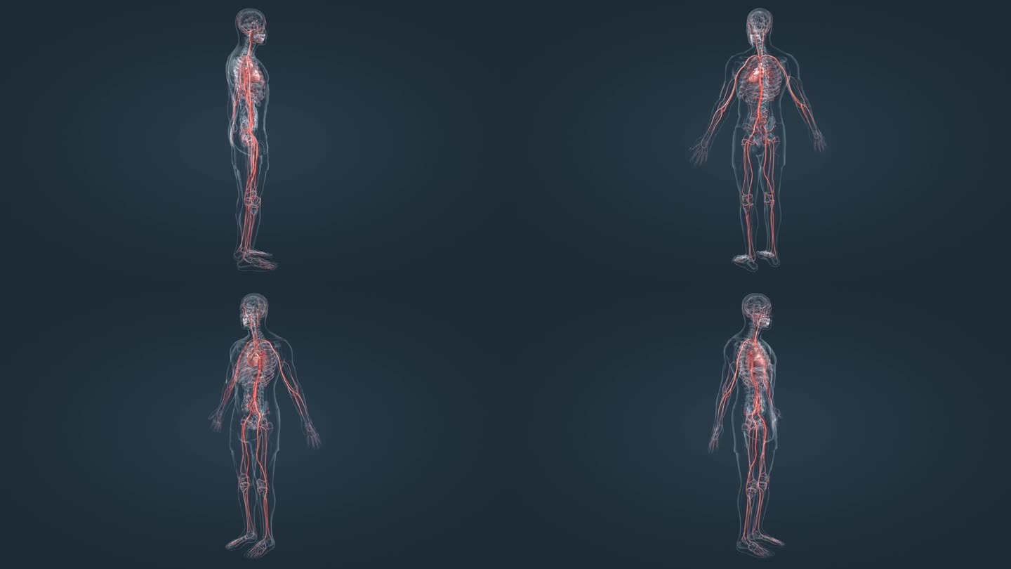 医学动画 人体动画 动脉动画 人体动脉