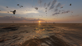 4K海上日出海鸥在海面上飞翔视频素材