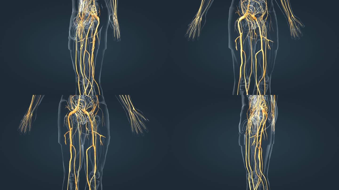 3D神经系统人体坐骨神经