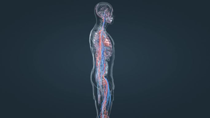 医学3D人体三维动画全息特效循环系统