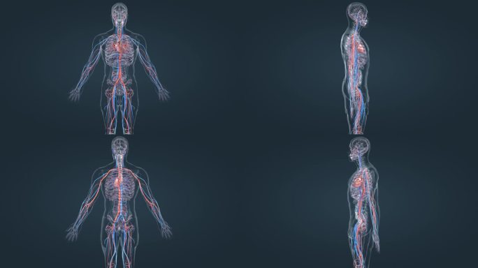 医学3D人体三维动画全息特效循环系统
