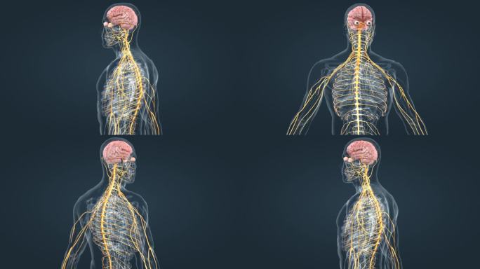 神经系统人体脊髓三维动画