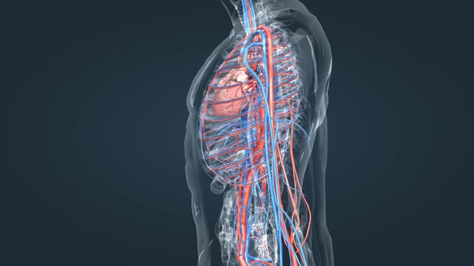 血管 动静脉 静脉瓣膜 弹性纤维 基底膜