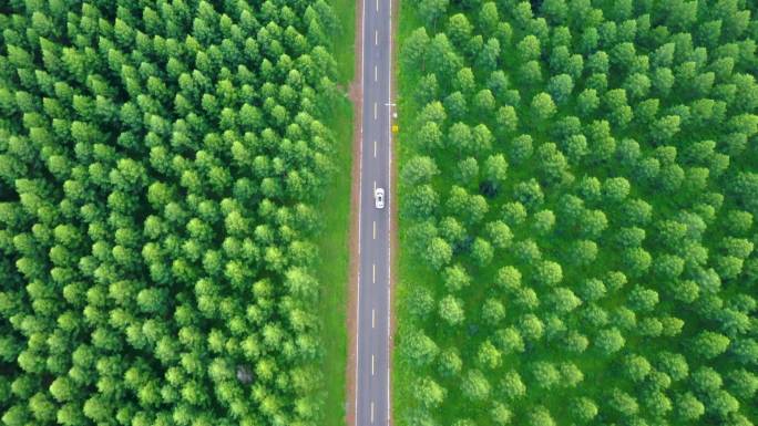 森林公路汽车跟随航拍