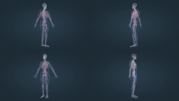 医学人体动画心血管系统3D人体动画