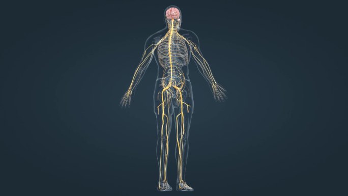 医学人体全息神经系统三维动画