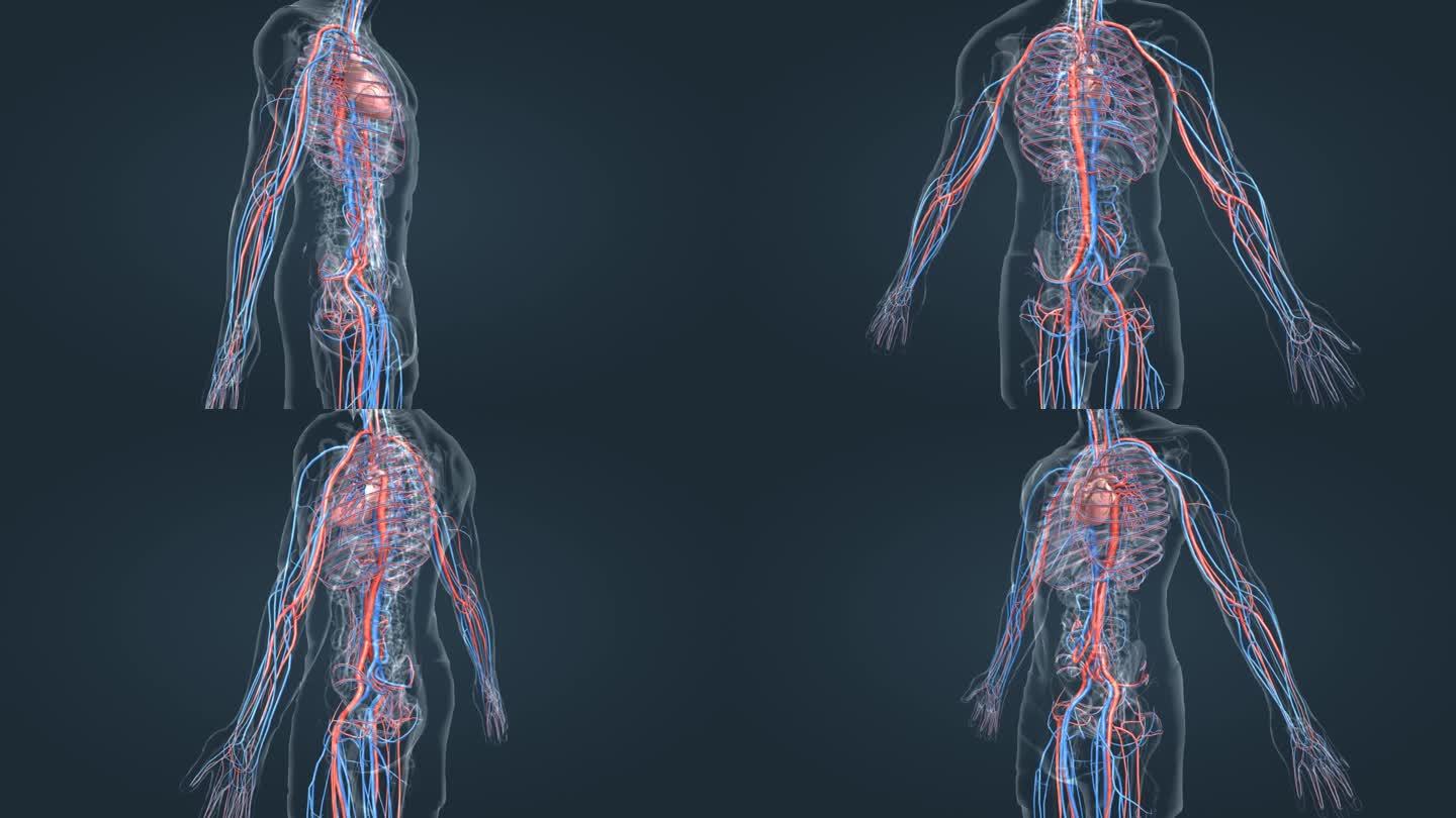 人体血管循环系统医学三维动画动静脉全息