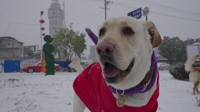 雪地小狗