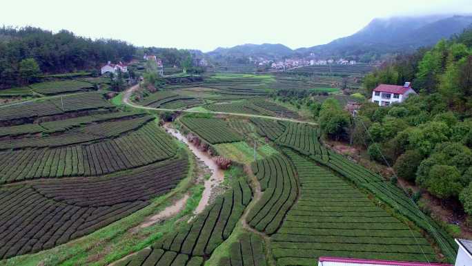 茶田 航拍 山区 农家 茶叶种植