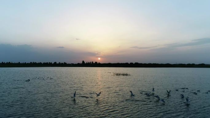 落日下湖面水鸟航拍