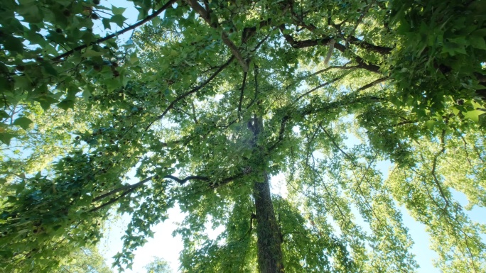 夏天 枫香树 枫树 大树下 树荫 树枝