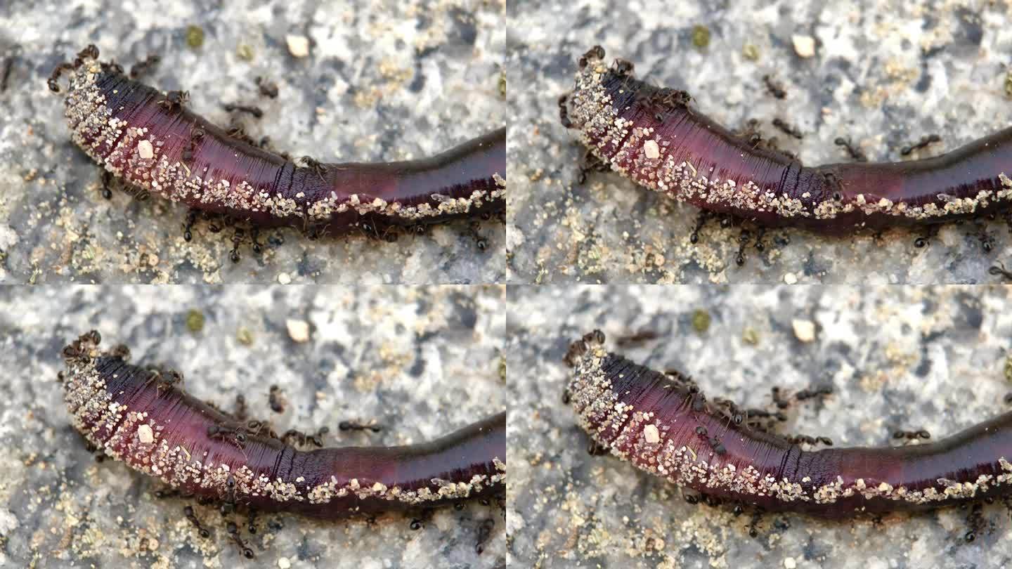一群蚂蚁吃死去的蚯蚓