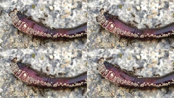 一群蚂蚁吃死去的蚯蚓