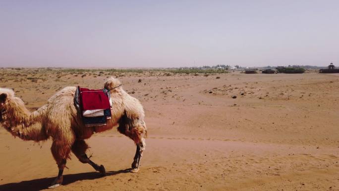 骆驼 驼队 沙漠旅游 旅游实拍
