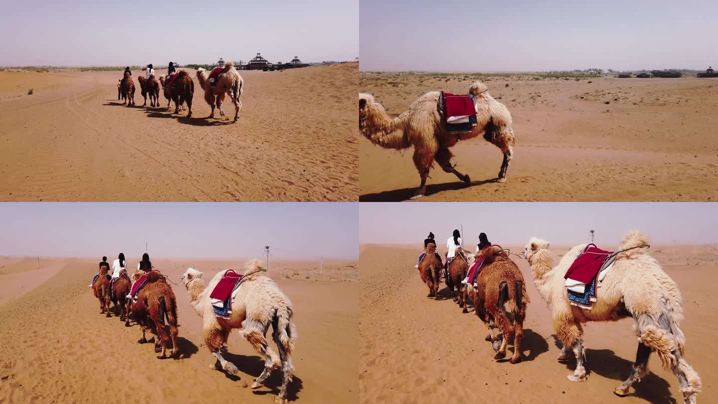 骆驼 驼队 沙漠旅游 旅游实拍